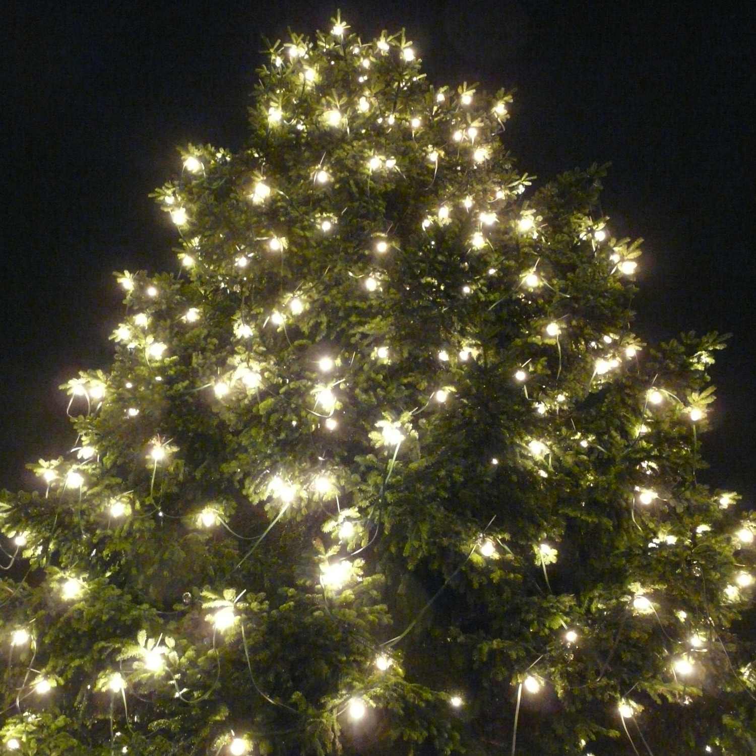 Illu-/Partylichterkette BLACKY 10m - Außenlichterkette schwarz - 10x E27 kaltweiße LED Kugellampen